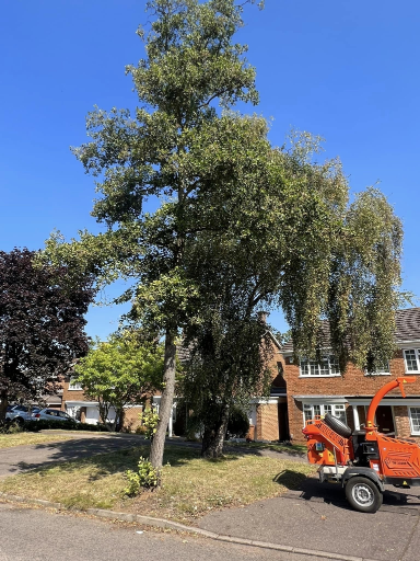 Tree Surgeon Wellingborough 03 Medium