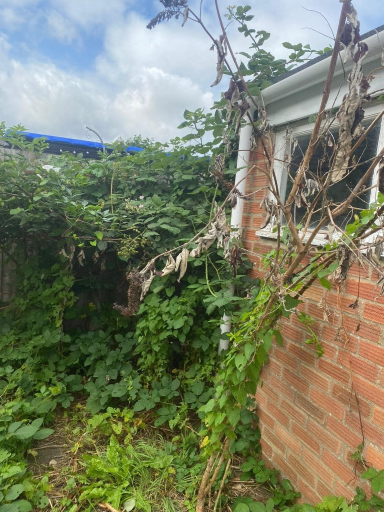 Tree Surgeon Wellingborough 05 Medium