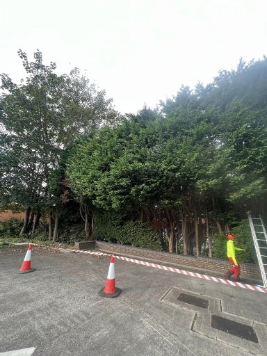 Tree Surgeon Wellingborough 07 Medium