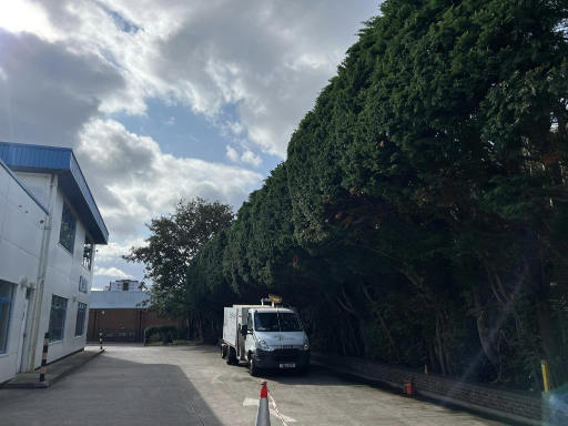 Tree Surgeon Wellingborough 08 Medium