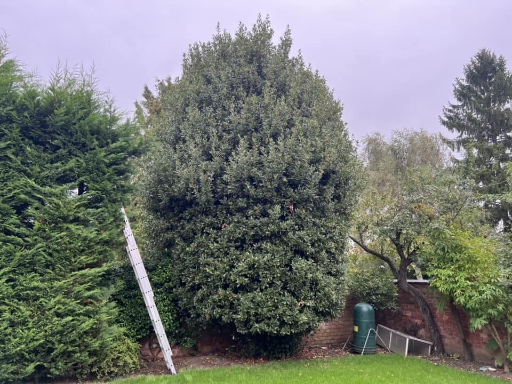 Tree Surgeon Wellingborough 09 Medium