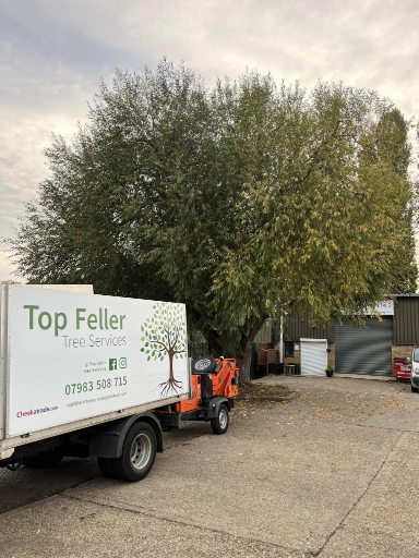 Tree Surgeon Wellingborough 11 Medium