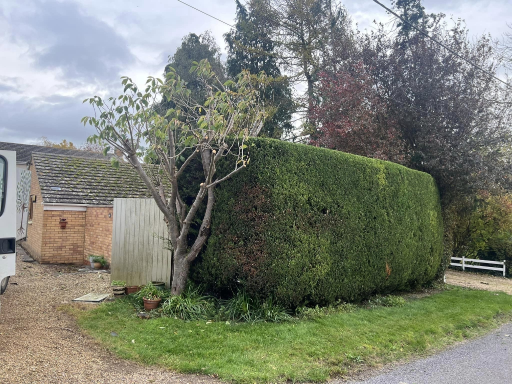 Tree Surgeon Wellingborough 16 Medium