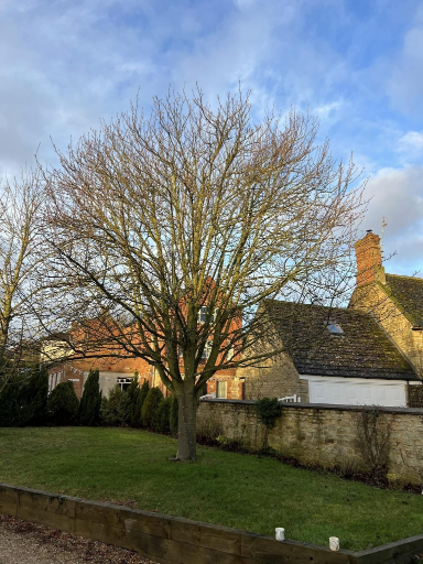 Tree Surgeon Wellingborough 18 Medium