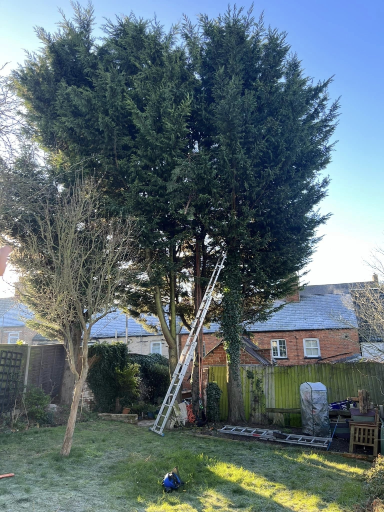 Tree Surgeon Wellingborough 20 Medium